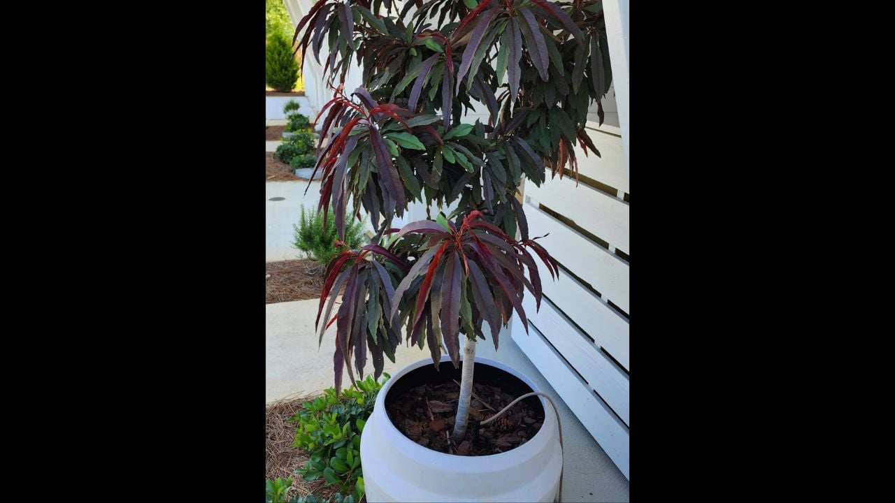 Bonfire Patio Peach Tree in a White Planter by Modern Porch