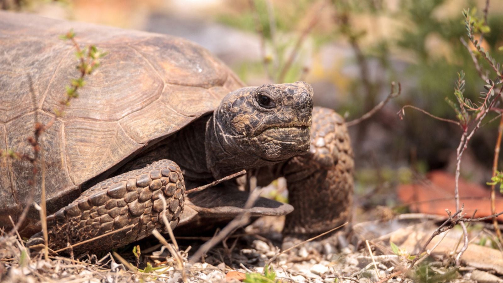 Florida Gopher Tortoise Gopherus polyphemus
