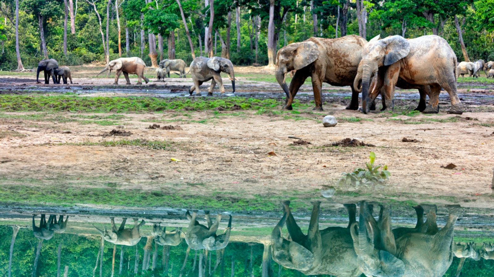 Forest elephants (Loxodonta africana cyclotis) in Dzanga Bai, UNESCO, Dzanga-Sangha Special Reserve, Central African Republic, Africa