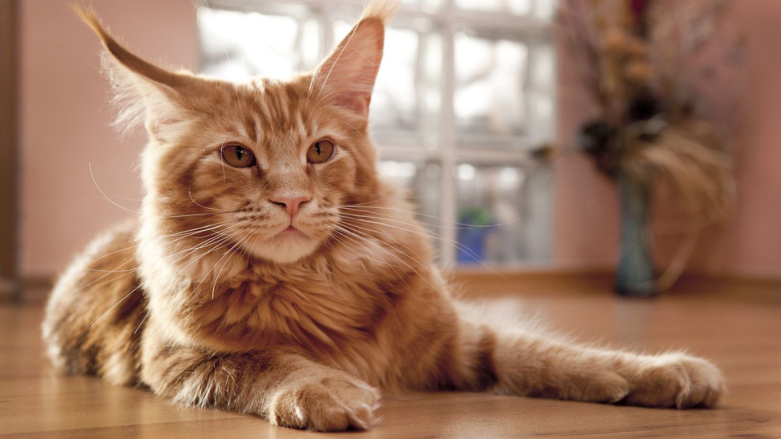 Maine Coon Kitten lying on the floor