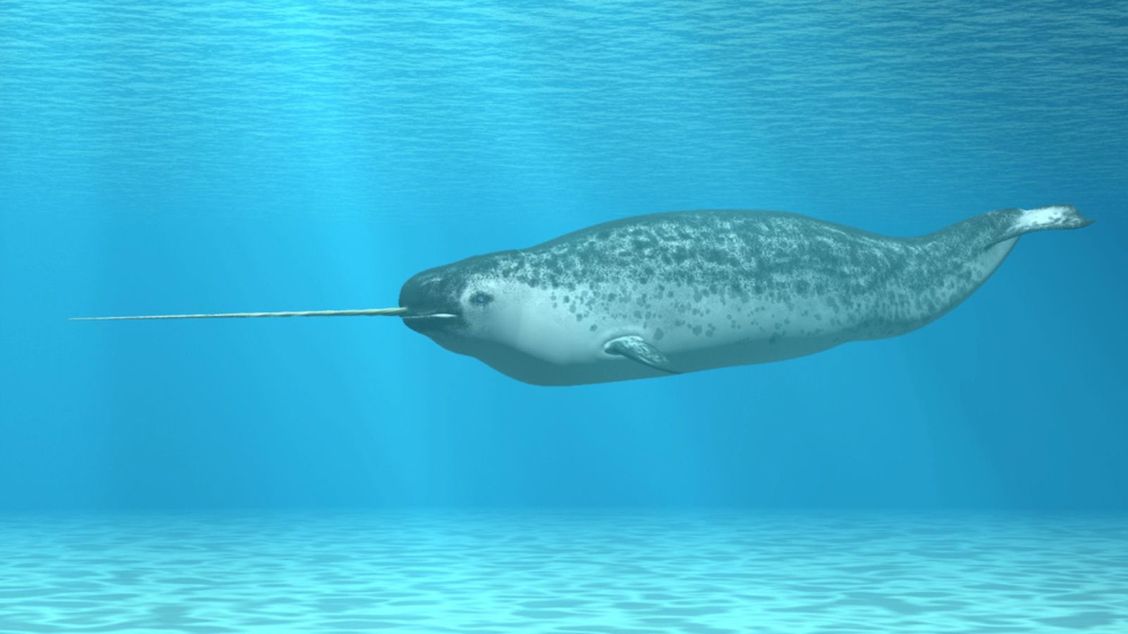 Narwhal