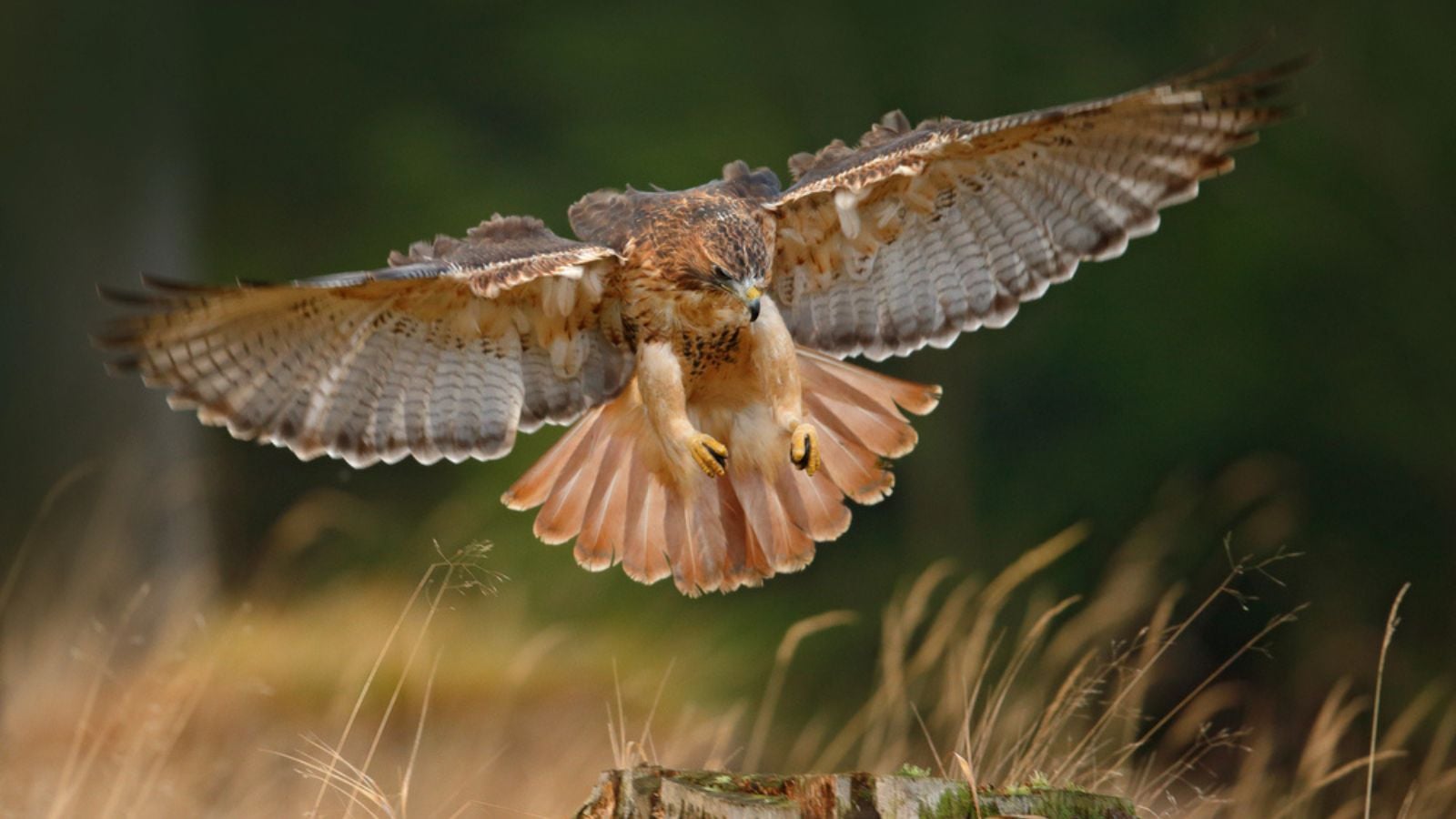 Red-tailed hawk landing in forest