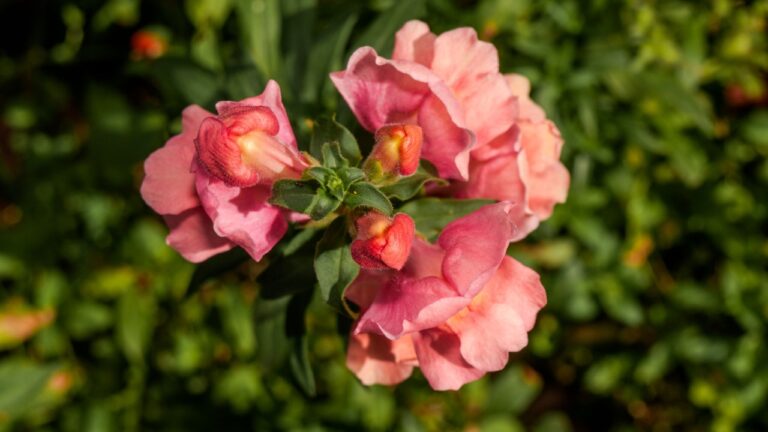 Common Snapdragon (Antirrhinum majus) in garden, Moscow region, Russia