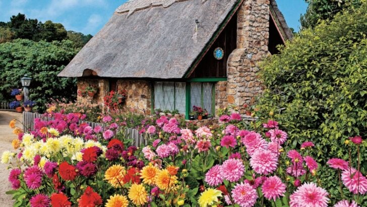8 Enchanting Flowers to Transform a Garden Into a Dreamy Cottagecore Paradise