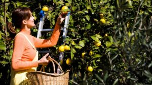woman picking lemons