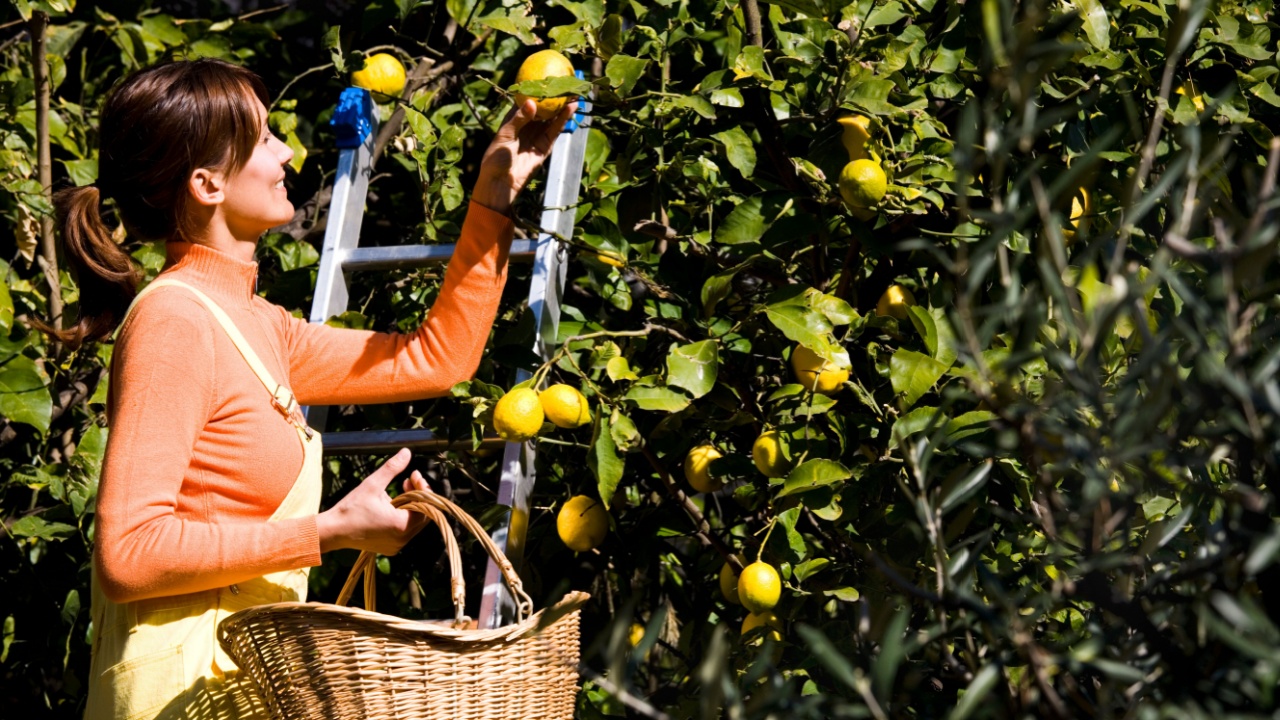 woman picking lemons