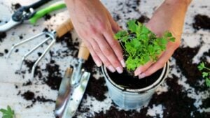 A beautiful woman on white table, plant colorful flowers to give color of your garden. Concept of: gardening, spring, bio.