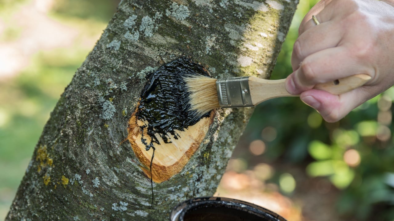 Person strokes wood tar on cut surface of a fruit tree - closeup