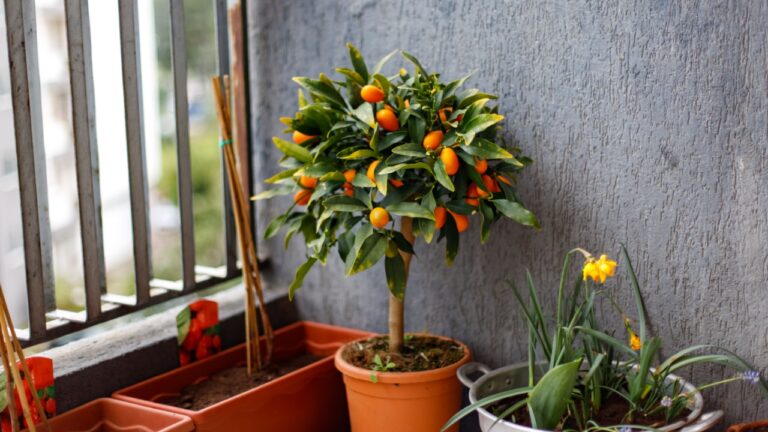 spring balcony with citrus tree
