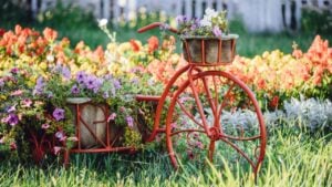 Decorative Retro Vintage Model Old Bicycle Equipped Basket Flowers Garden. Summer Flower Bed With Petunias.
