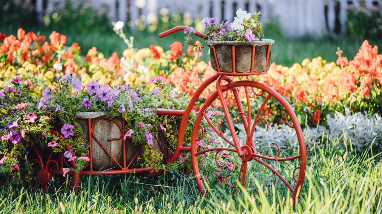 Decorative Retro Vintage Model Old Bicycle Equipped Basket Flowers Garden. Summer Flower Bed With Petunias.