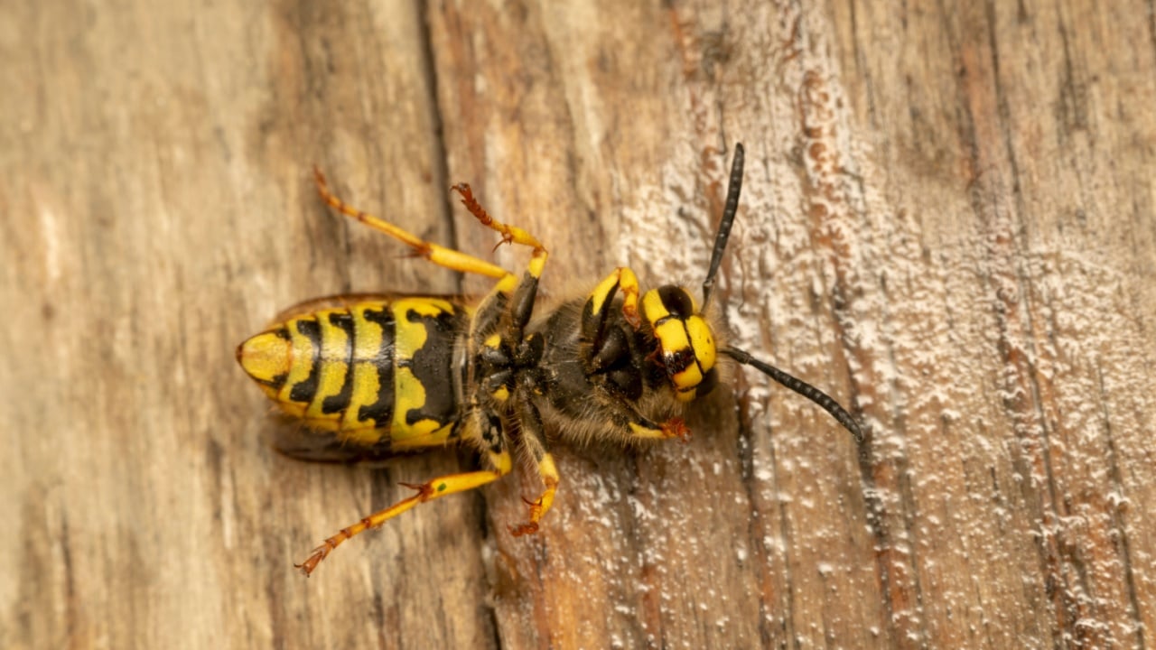 German yellowjacket, European wasp or German wasp (lat. Vespula germanica), on a wooden board