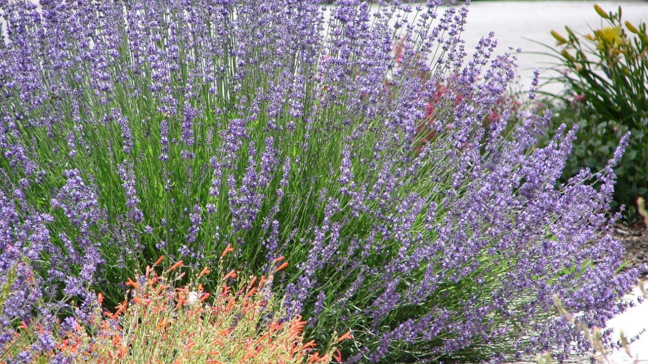 xeriscape garden with lavender and pine leaf penstemon