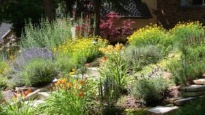 xeriscape garden, flowers and foliage, beautiful in summer
