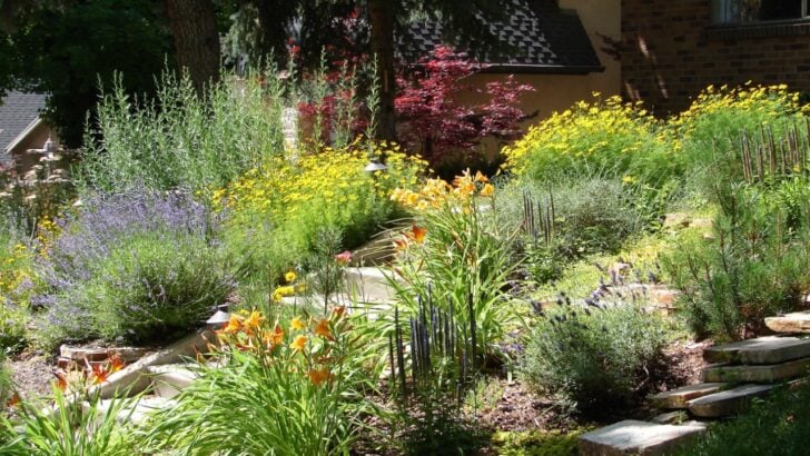 13 Drought-Tolerant Plants That Make a Xeriscape Look Lush