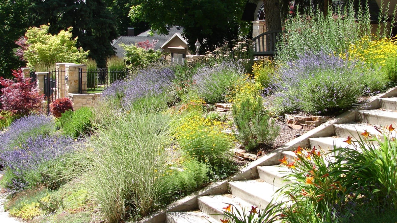 xeriscape garden, flowers and foliage, beautiful in summer