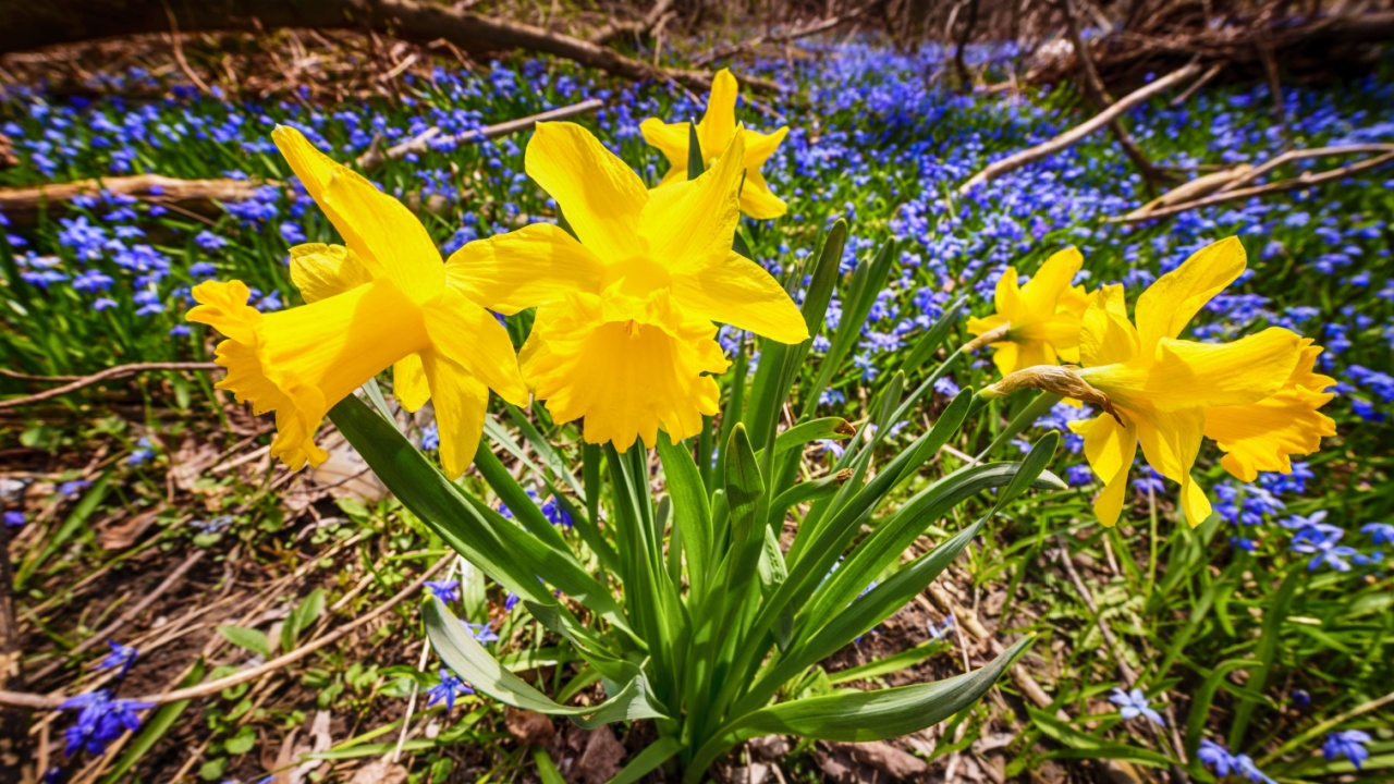 Yellow spring daffodils and blue flowers glory-of-the-snow blooming in abundance on forest floor. Ontario, Canada.