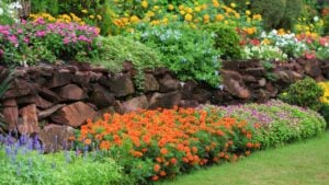Colorful flowers that are beautifully planted in the garden.