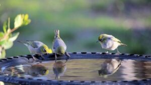 Silvereye (Zosterops lateralis) at birdbath, South Australia