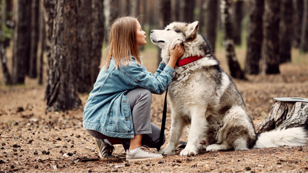 Young Girl with her Dog, Alaskan Malamute, Outdoor at Autumn. Domestic pet. Husky