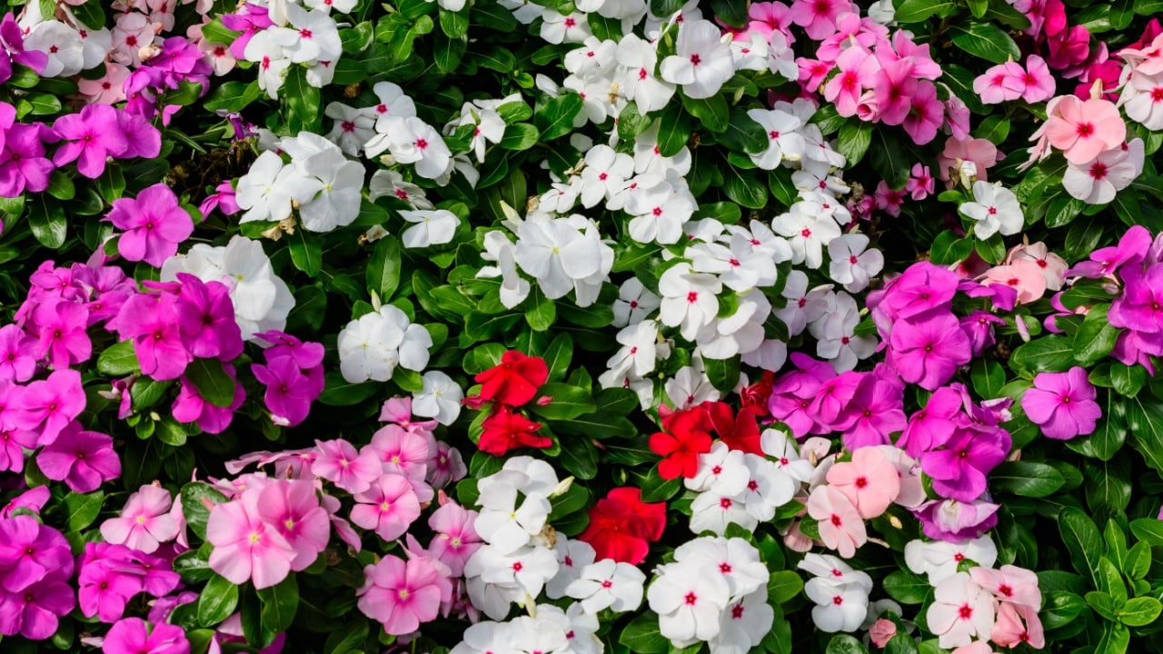 Large mixed group of Impatiens walleriana flowers in a sunny summer garden, on different pink hues in soft focus