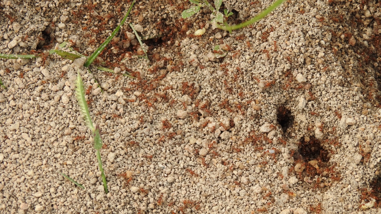Tiny red fire Ants on soil floor