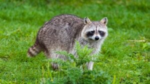 Closeup of Raccoon (Procyon lotor) on grass. Portrait of of lotor common raccoon
