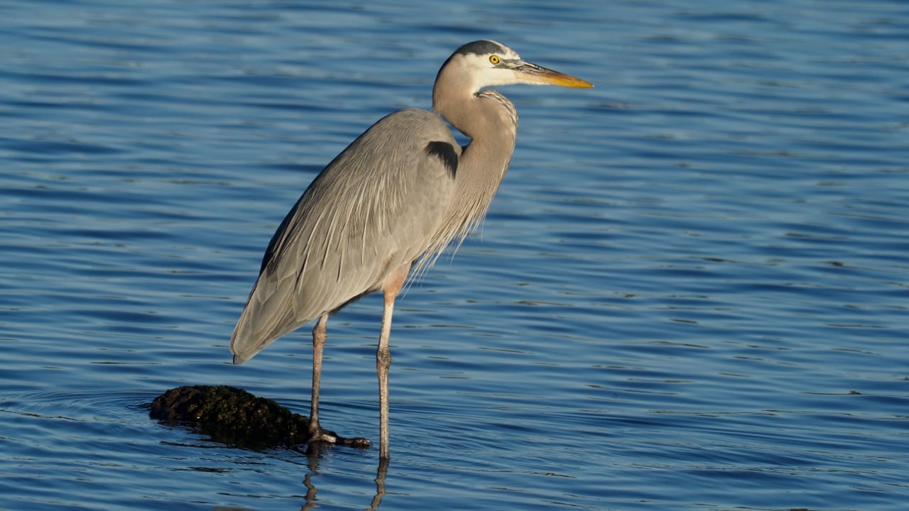 Great-blue heron, Ardea herodias, Single bird in water, Baja California, Mexico, January 2020