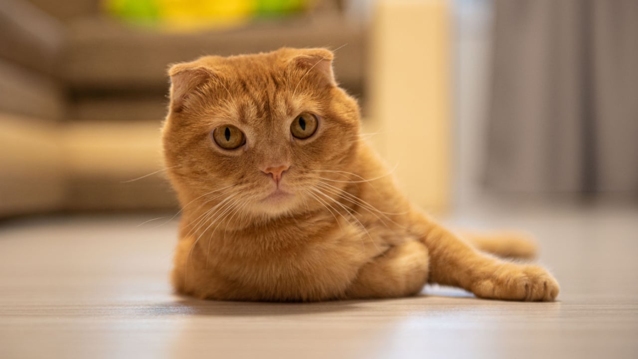 cat ginger cat scottish fold cat