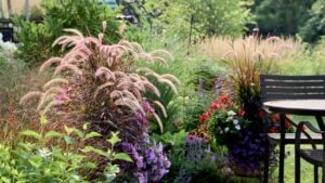 Tranquilizing Ornamental fountain grasses at the height of summer border a patio with bar height bronze patio furniture
