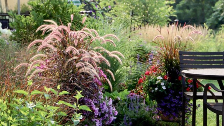 Tranquilizing Ornamental fountain grasses at the height of summer border a patio with bar height bronze patio furniture
