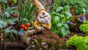 Garden gnome ornament figurine with wheelbarrow among different species of lettuce, herbs, tomatoes and vegetables in wooden box of square foot garden