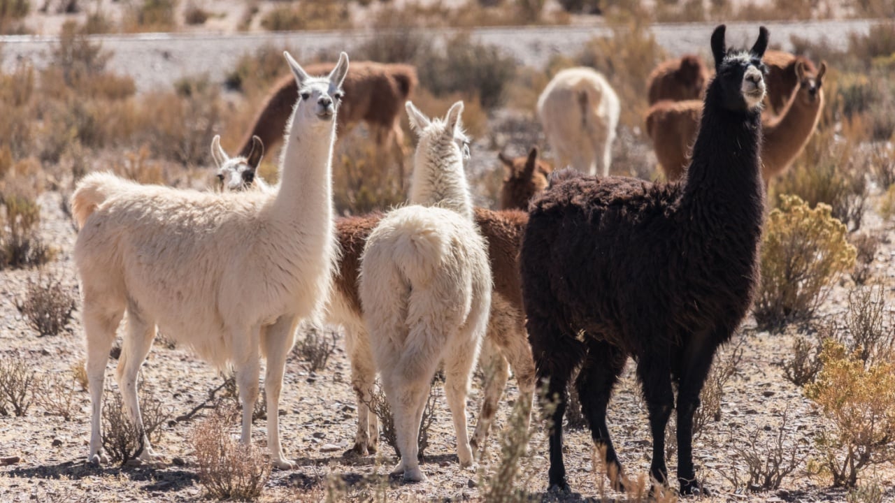 A group of llamas by the side of a road near San Antonio de los Cobres, northwest of Argentina.