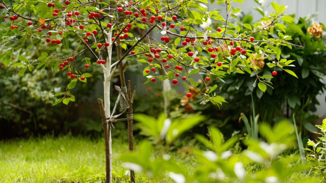 Closeup of sweet cherries (merry) dwarf tree, shallow dof