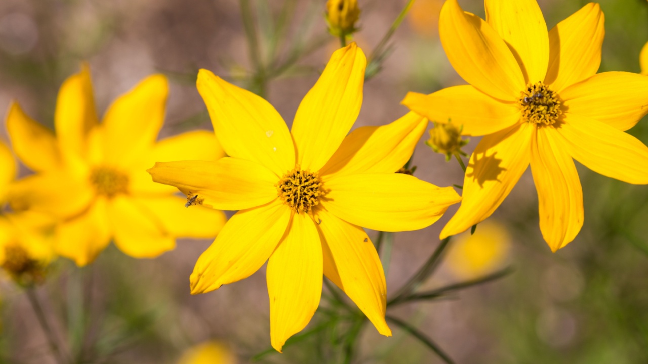 Close up of Corepsis verticillata. Yellow flower with eight petals. Common names include whorled tickseed, thread-leaved tickseed and pot-of-gold.