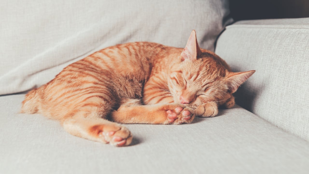 Cute little ginger cat sleeps on the sofa, manx cat with tiny tail