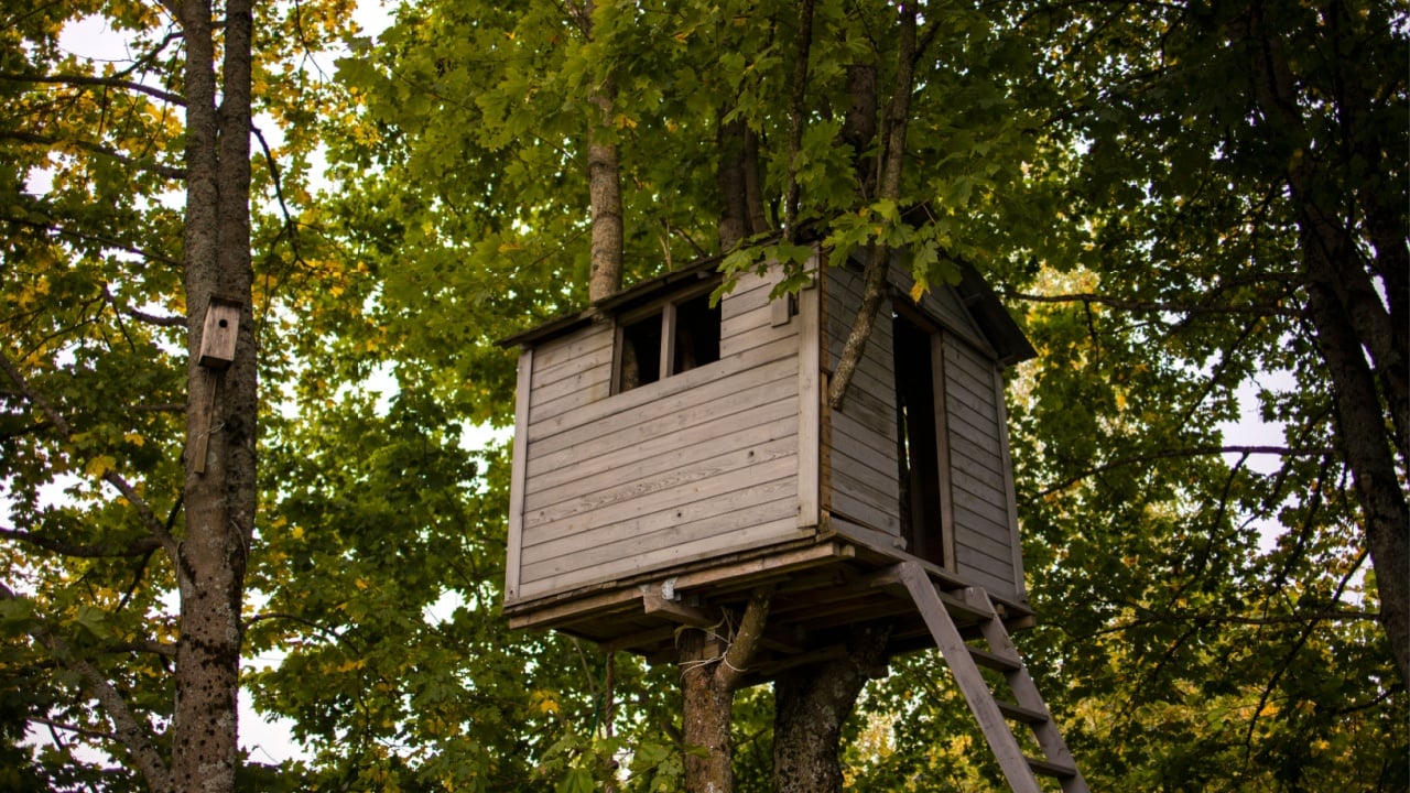 View of a backyard tree house hiding up high in the branches and green leafs