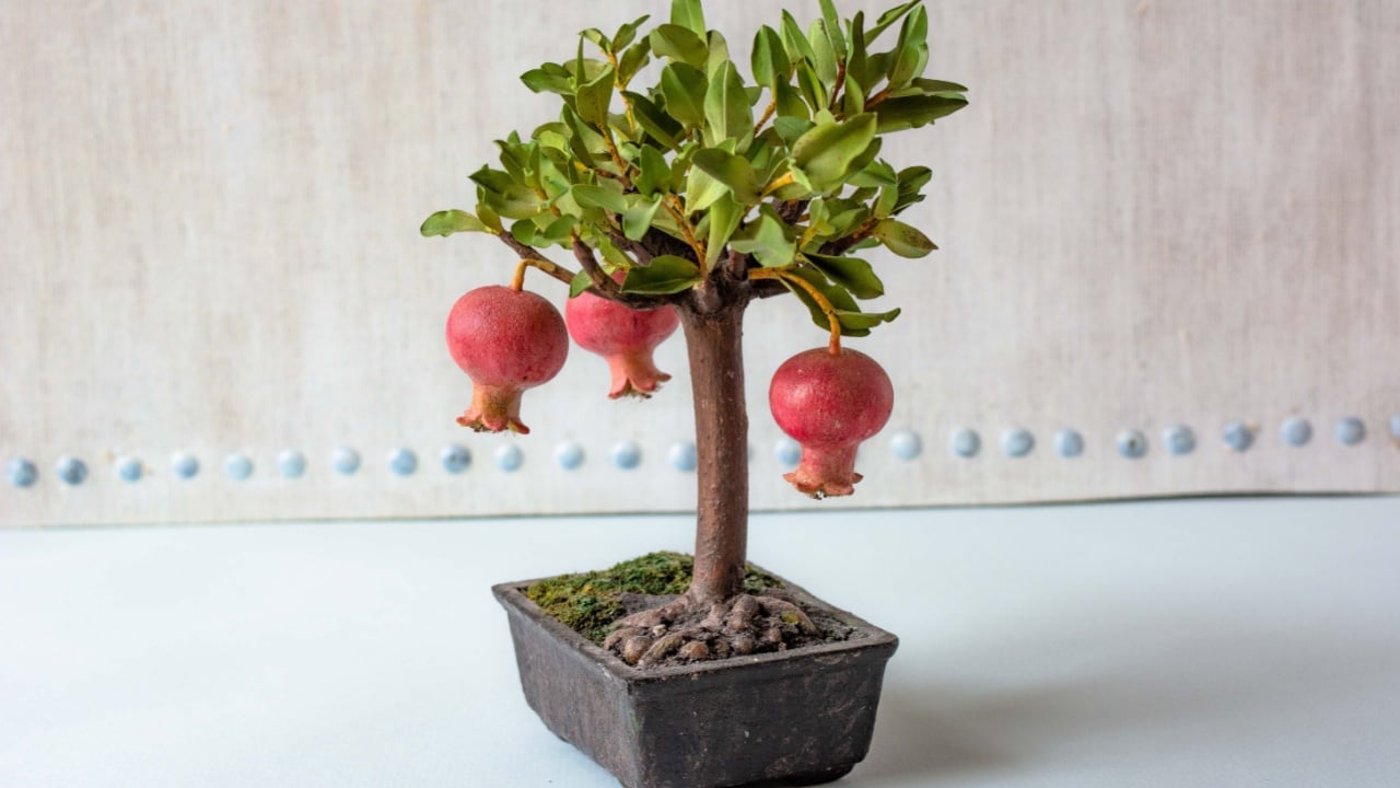 fruit plant dwarf pomegranate, with background of a beautiful blue sky with white clouds. The name derives from the Latin malum and granatum