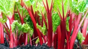 Close-up of rhubarb red stems in the vegetable garden with a nice contrast between red ans green