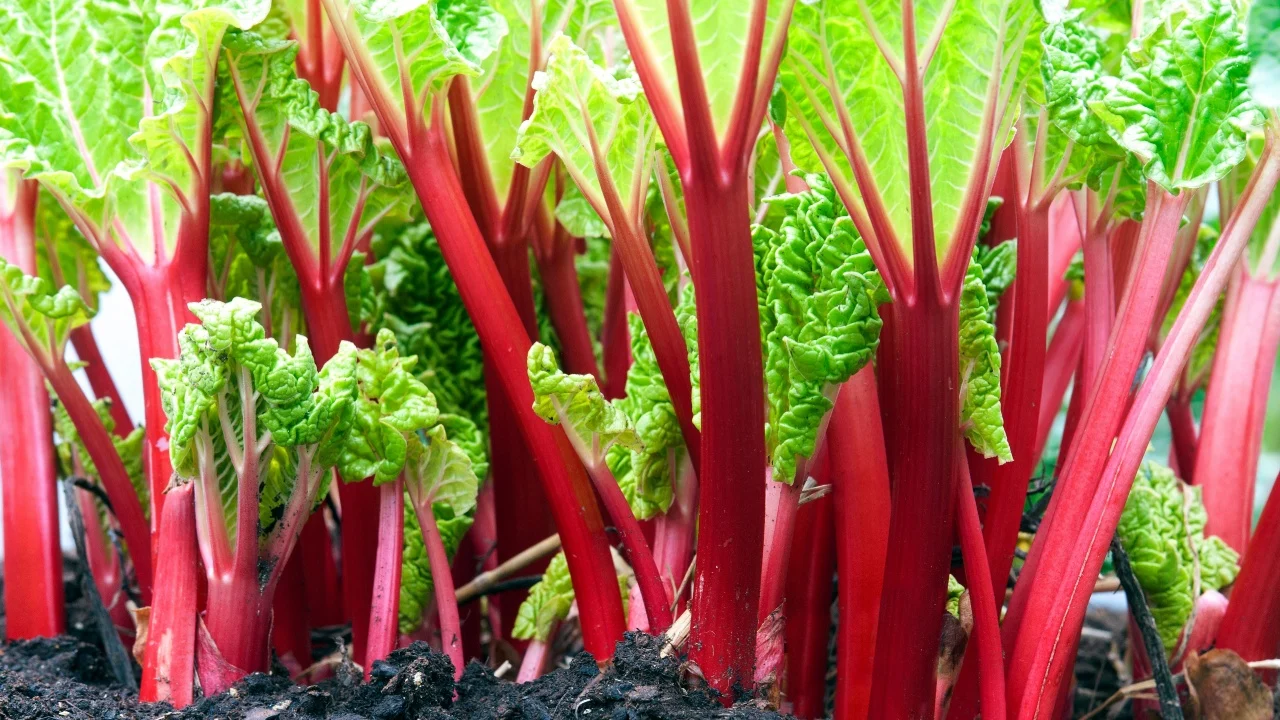 Close-up of rhubarb red stems in the vegetable garden with a nice contrast between red ans green