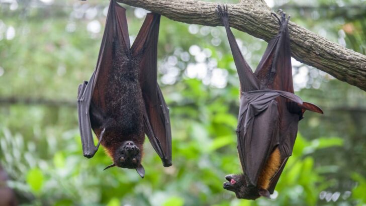13 Animals Gone Forever in the Past Century &mdash; and How Humans Played a Role