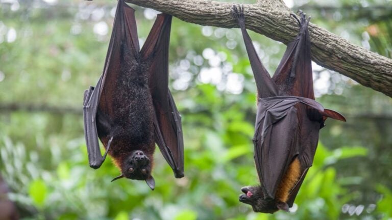 The closeup image of Malayan flying fox (Pteropus vampyrus). a southeast Asian species of megabat, primarily feeds on flowers, nectar and fruit.