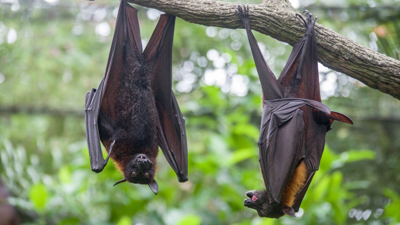The closeup image of Malayan flying fox (Pteropus vampyrus). a southeast Asian species of megabat, primarily feeds on flowers, nectar and fruit.