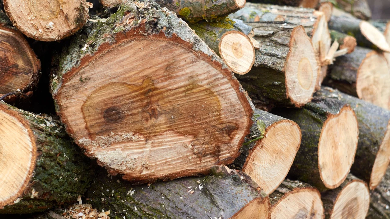 Stack of freshly chopped willow trees in March