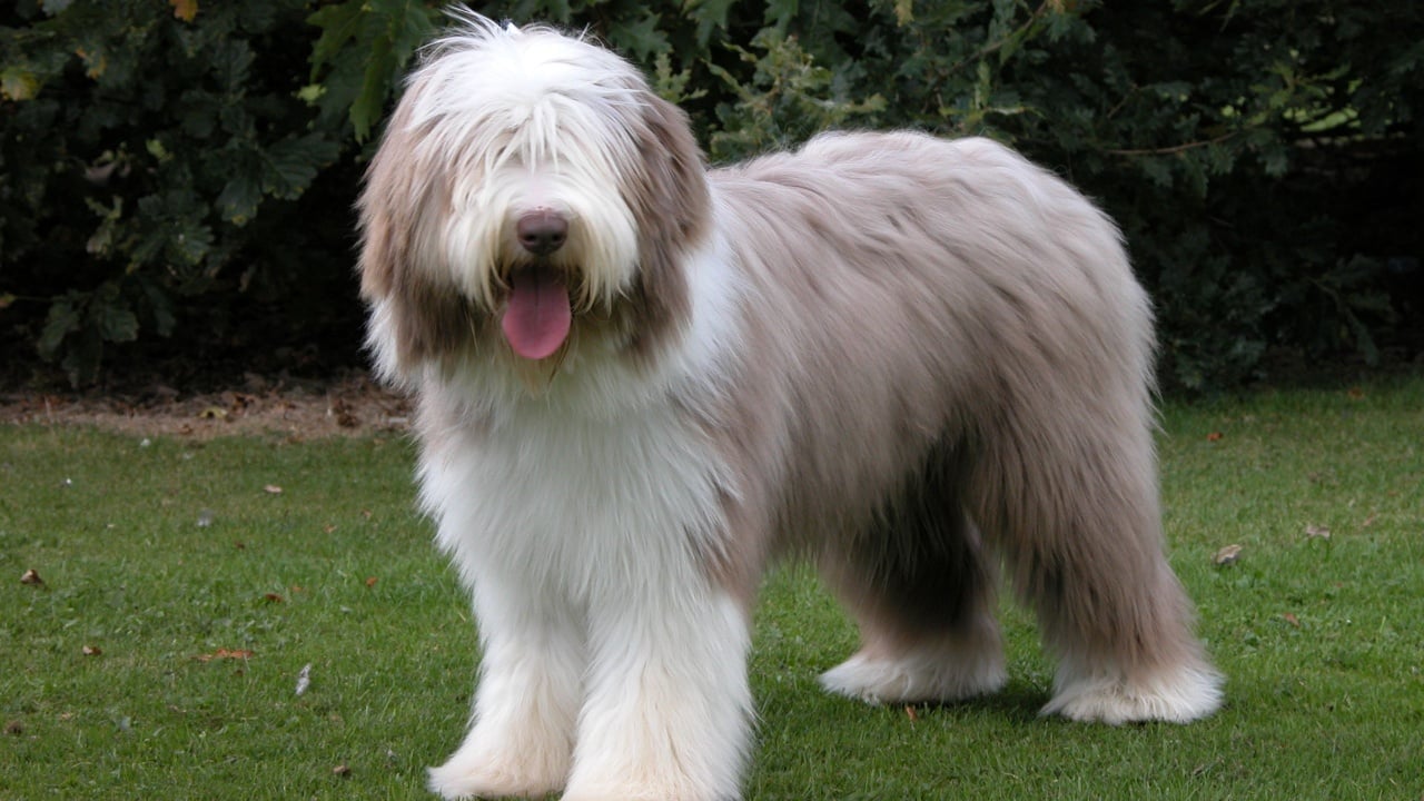 Bearded Collie puppy standing on grass