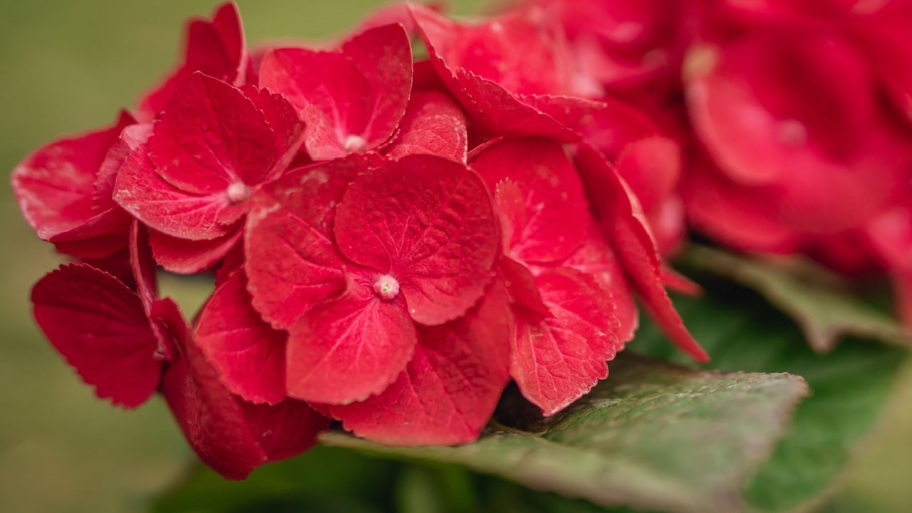 Red Hydrangea (Glowing Embers Hydrangea). Beautiful vibrant red flowers and lush foliage close up in the garden