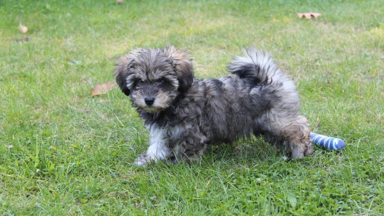 A gray Glen of Imaal Terrier dog in the park