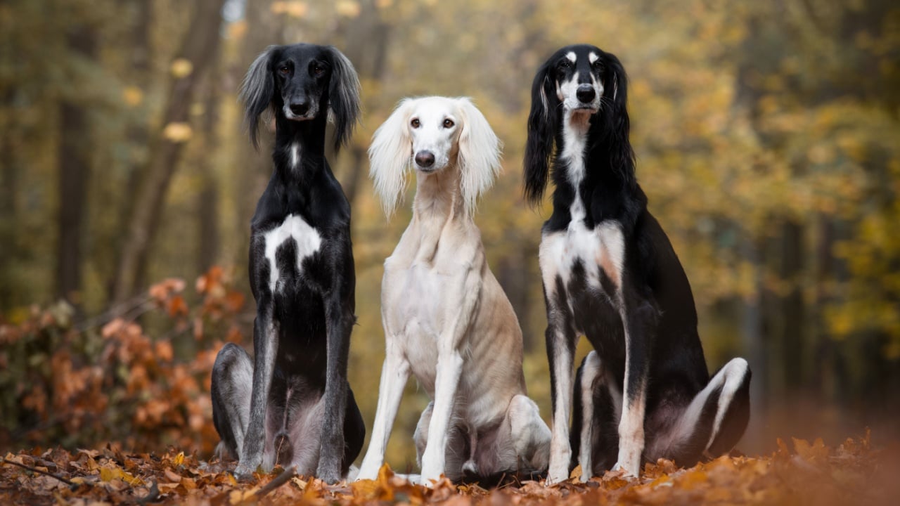 Three Salukis dog sitting in the forest