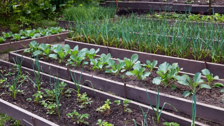 13 Vegetables That Thrive in Raised Garden Beds