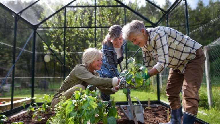 Senior woman friends planting vegetables in greenhouse at community garden.